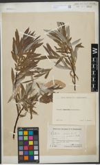 Foto von Salix viminalis L.
